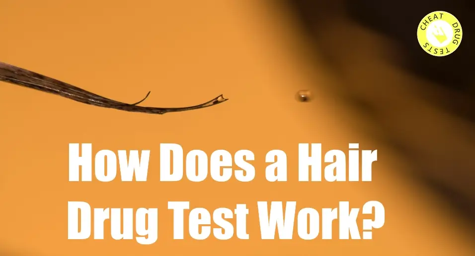How does a hair drug test work?